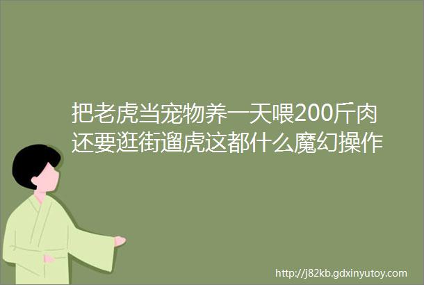 把老虎当宠物养一天喂200斤肉还要逛街遛虎这都什么魔幻操作